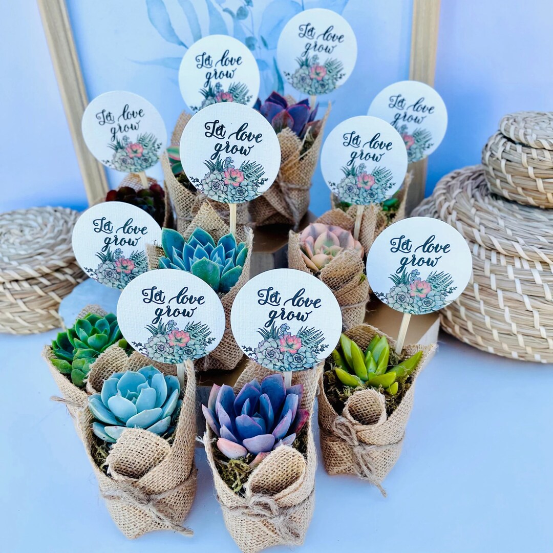 Let Love Grow Wedding, Bridal Shower Engagement Party Live Succulent Favors for Guests MakerPlace by Michaels
